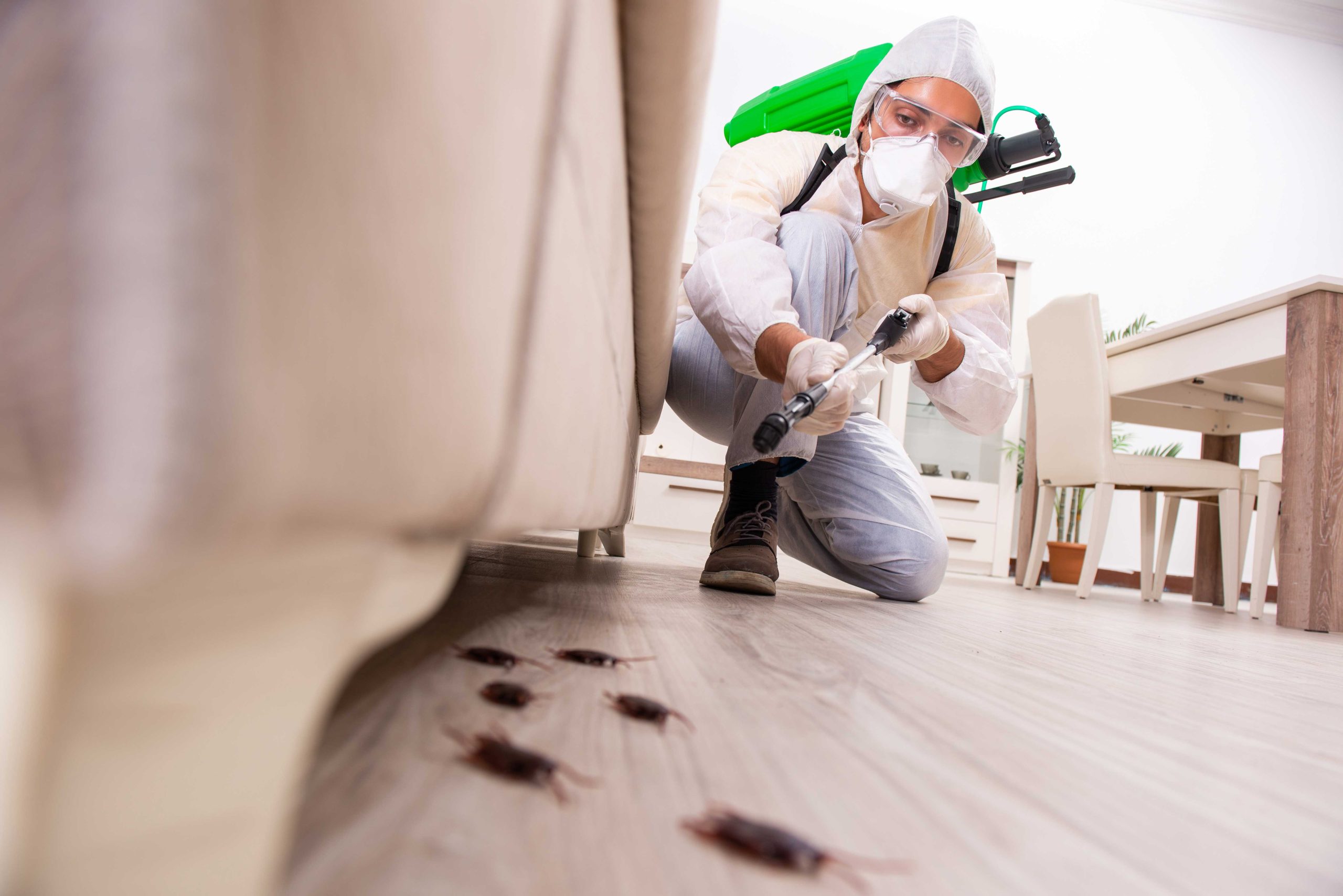 Pest-Control experts in Providence specializing in prevention and eradication of various pests. Don't let pests damage your property and endanger your health.